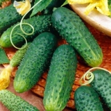 Krastavaca u izobilju